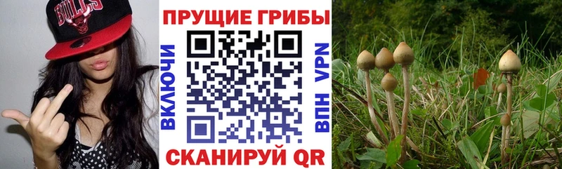 дарнет шоп  Галич  ОМГ ОМГ сайт  Псилоцибиновые грибы Magic Shrooms 